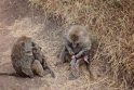 Į beribes Serengečio lygumas – stebėti gyvūnų
