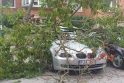 Žala: lipdamas į medį klaipėdietis užvirto ant šalia stovėjusio naujo BMW automobilio.