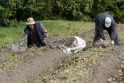 Lietingais orais vieni džiaugiasi, nes daržovėms šiuo metu pats derėjimas, o bulvių augintojai spjaudosi, nes šviežiai nukastos bulvės prastai laikosi.