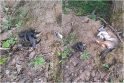 Tyrimas: veterinarai turės atsakyti, ar Kiškėnų kaime rastas šuo galėjo būti pasmaugtas.