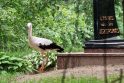 Simboliška: prieš ketverius metus Ventės kapinaitėse amžinojo poilsio atgulusio legendinio ornitologo kapą kartais aplanko paukščiai.