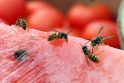 Įtarimai: susirgus žarnyno infekcija nereikėtų skubėti kaltinti arbūzų.