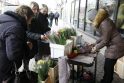 Pardavimas: prekyba tulpėmis kovo 8-ąją vyks bent 58 uostamiesčio vietose.