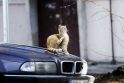 Negerai: buvo atvejis, kai gyventojai, pastebėję gatvėje lakstantį katiną, jį pasisavino, užuot atidavę šeimininkams.