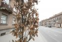 Vaizdas: nors jau pavasaris, Minijos gatvėje augantys ąžuoliukai dar nenumetė pernykščio rūbo.
