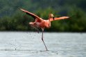 Japonijoje ieškoma iš zoologijos sodo pasprukusio flamingo