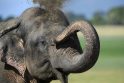 Įminta rekordiškai ilgai trunkančio dramblių nėštumo paslaptis