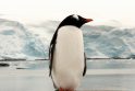Japonijoje pingvinas bėglys gavo naują vardą