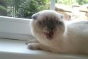 Anglijoje katė pretenduoja į garsiausio murkimo pasaulio rekordą
