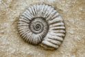 Saugomos teritorijos slepia milijonų metų amžiaus fosilijas