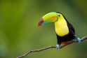 Tyrimas: mažėja saugomų tropinių miškų biologinė įvairovė