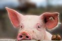 Dėl elektros gedimo fermoje nugaišo beveik 700 kiaulių