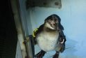 Japonijos pingvinas bėglys surastas ir grąžintas į akvariumą