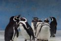Pingvinų „bendrabutyje“ – 600 tūkst. gyventojų