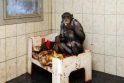 M.Zobovo šimpanzė Regina lieka įkalinta