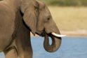 Zoologijos sode drambliai gyvena trumpiau