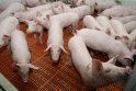 Biržų ūkininkės fermoje - gamtos išdaiga - kiaulė hermafroditas