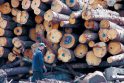 Medienos perdirbėjai siekia pasipelnyti miškų urėdijų sąskaita