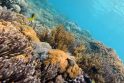 Pasaulio koraliniai rifai iki 2050-ųjų gali visiškai išnykti