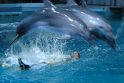 Delfinai kovoje įveikė Italijos plaukiką