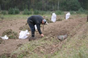 Neeilinis bulviakasis: kasant bulves rastos dėžės su šoviniais