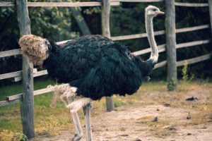 Neįprastas vagišių taikinys: Joniškyje pavogti du stručiai