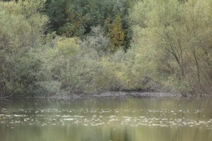 Šešupės upėje rastas vyro kūnas