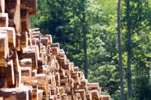 Kupiškio rajone pavogta statybinės medienos už kelis tūkstančius eurų