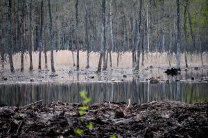 Atmestas kyšininkavusio miškininko skundas, palikta jam skirta 22,5 tūkst. eurų bauda