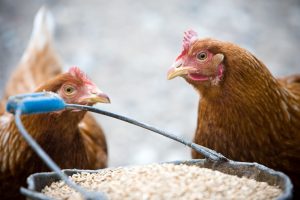 Naminių paukščių ūkyje – paukščių gripo židinys