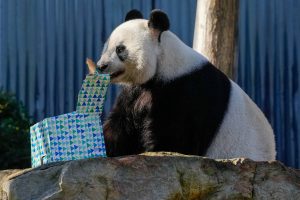 Kinijos premjeras pažadėjo Australijai naują didžiųjų pandų pamainą