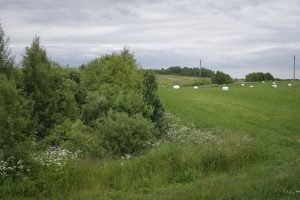 Palanki žinia ūkininkams: visi formalumai suderinti,  šįmet daugiamečių pievų atkurti tikrai nereikės