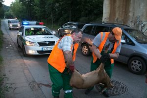 Pavojus kelyje – artėja susidūrimų su žvėrimis pikas