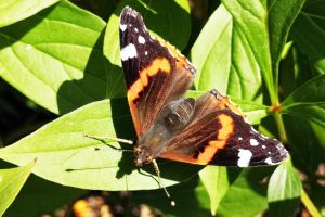 Orai Klaipėdoje: liko kelios giedros dienos