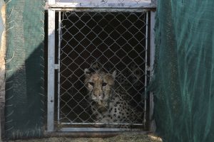 Indija reintrodukuoja prieš 70 metų jos teritorijoje išnykusius gepardus