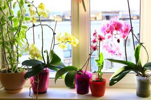 Augalų vasara: orchidėjos nemėgsta „degintis“