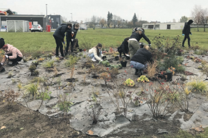 Šilainių augalų labirinte – vabalų viešbutis