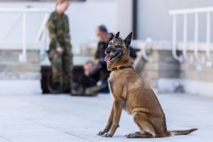 Pasieniečiai rengia atvirąsias biatlono su šunimis varžybas