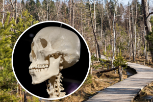 Anykščių rajone pelkėje – žmogaus skeletas