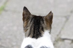 Katinas gavo apdovanojimą už pagalbą kurčiajai