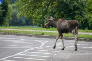 Laukiniai gyvūnai sėja nuostolius keliuose