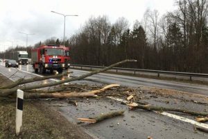 Stiprus vėjas pridarė nuostolių: vertė medžius, nutraukė elektros laidus