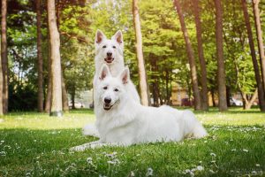 Baltieji šveicarų aviganiai – geraširdžiai kompanionai