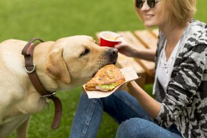 Pikniko metu mėsainį pasilikite sau – netinkamas maistas gali pražudyti jūsų augintinį