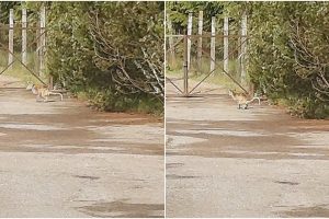 kengūra turi dvi varpos