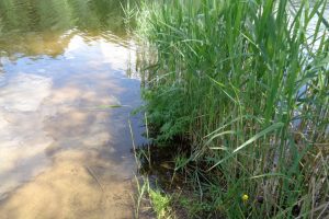 Molėtų rajono ežere rastas senolės lavonas