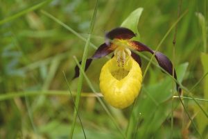 Lietuviškos orchidėjos: kai kurios ypač retos ir įspūdingo grožio 