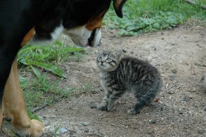 Augintinių kūno kalbos skirtumai: kodėl šuo ir katė nesutaria?