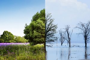 JT: klimato kaita lemia negrįžtamus praradimus sausumoje ir jūroje