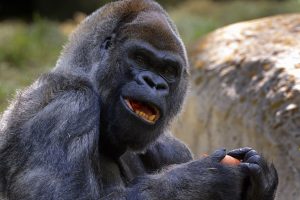 Nugaišo seniausias pasaulyje gorilos patinas – Ozzie buvo 61-eri